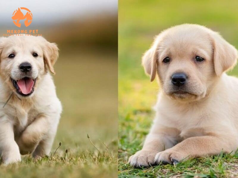 Chó golden lông ngắn có vẻ bề ngoài đáng yêu, tinh nghịch, lúc còn nhỏ chó golden có bộ lông ngắn hơn so với chó golden lớn